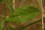 Atriplex patula