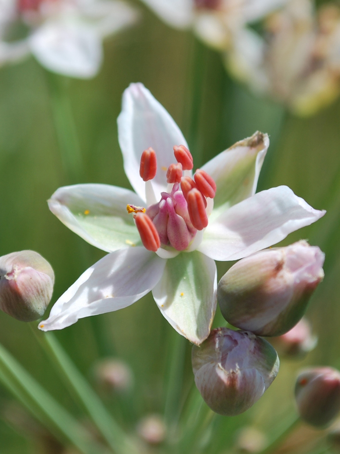 Изображение особи Butomus umbellatus.