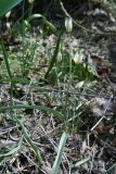 Tulipa bifloriformis