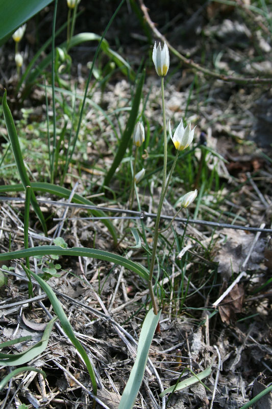 Image of Tulipa bifloriformis specimen.