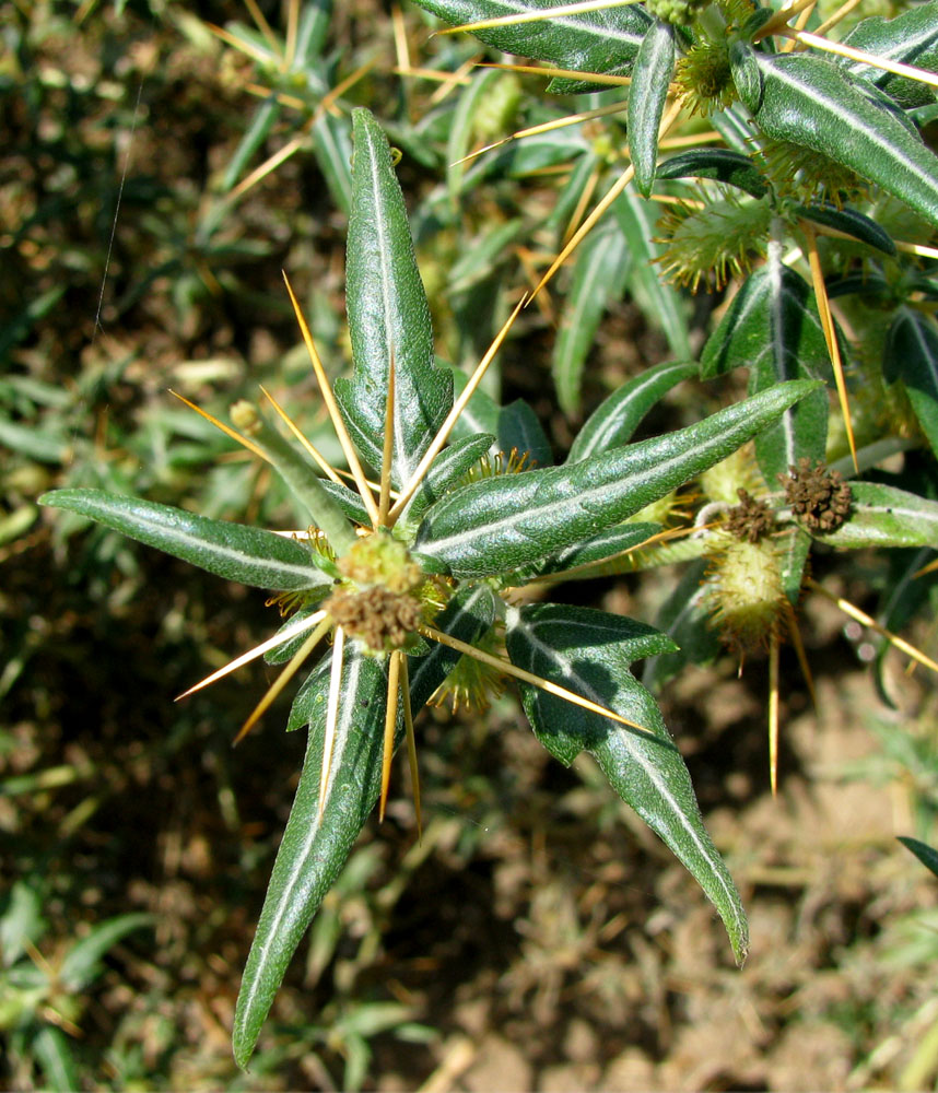 Image of Xanthium spinosum specimen.