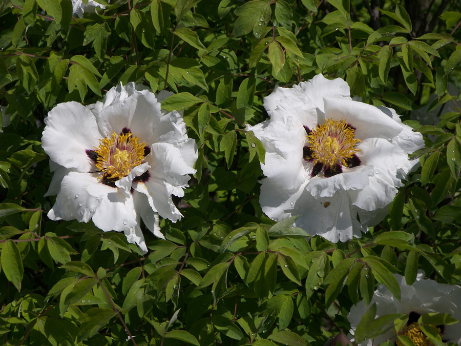 Image of Paeonia suffruticosa specimen.