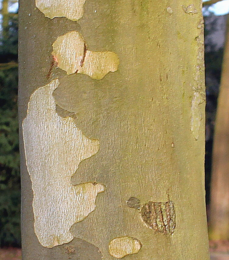 Изображение особи Platanus &times; acerifolia.