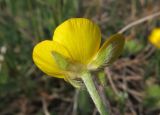 Ranunculus