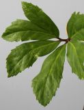 Helleborus niger. Лист. Германия, г. Кемпен, в культуре. 27.04.2012.
