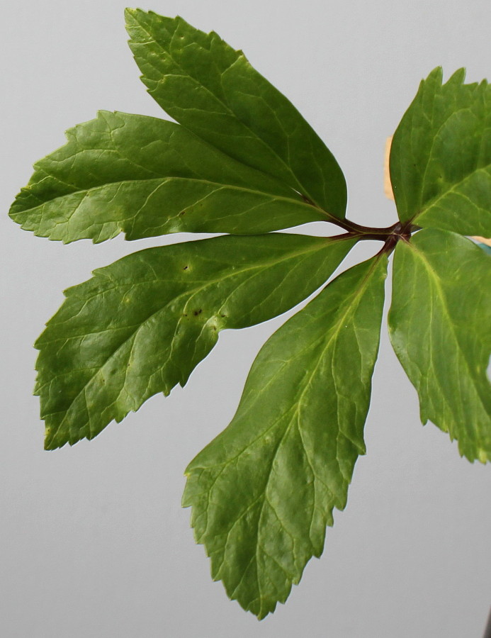 Image of Helleborus niger specimen.