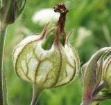 Melandrium latifolium