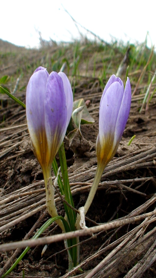 Изображение особи Crocus adamii.