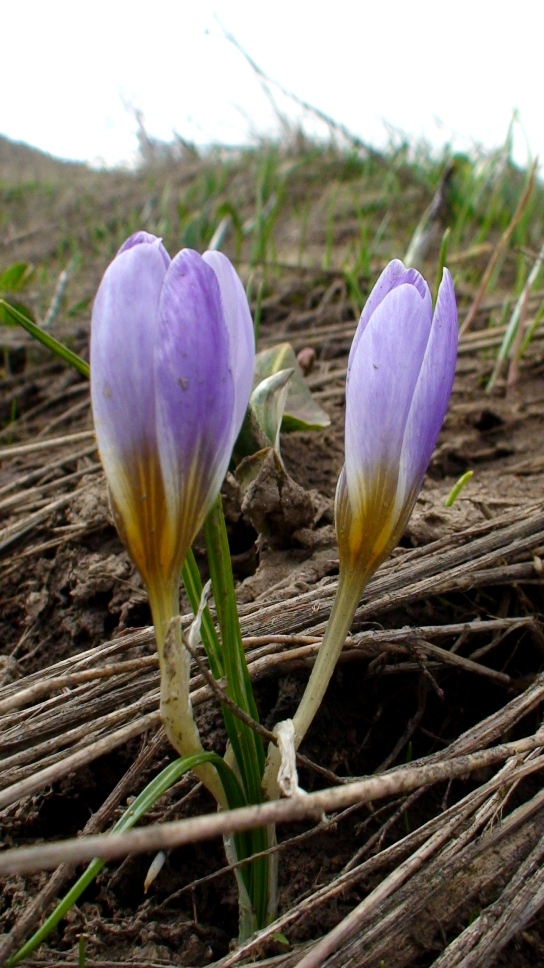 Image of Crocus adamii specimen.