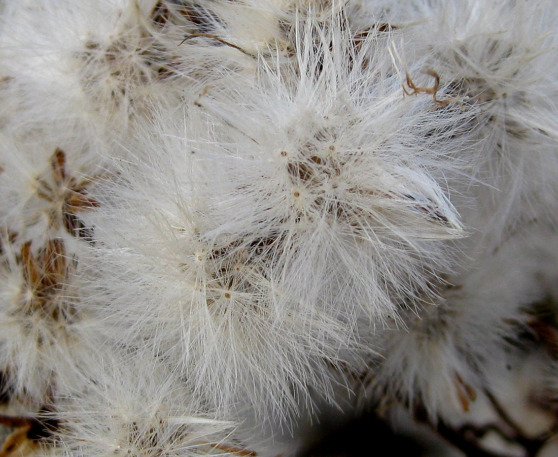 Image of Tripolium pannonicum specimen.