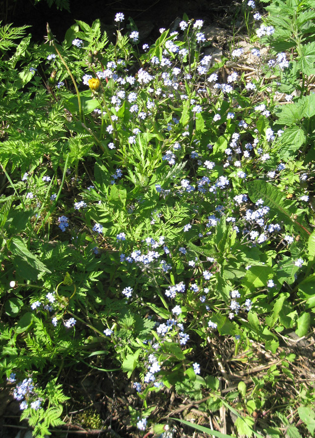 Изображение особи Myosotis sylvatica.