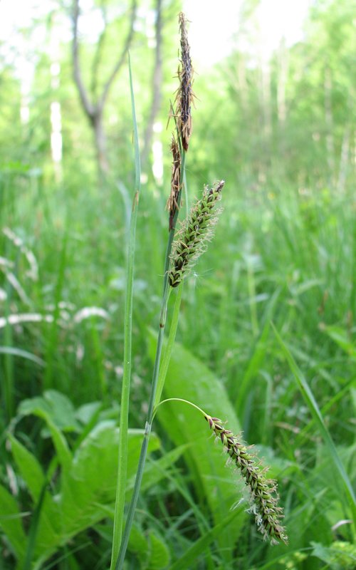 Изображение особи Carex flacca.