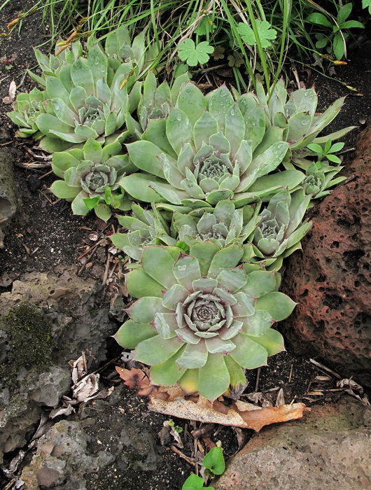 Image of genus Sempervivum specimen.