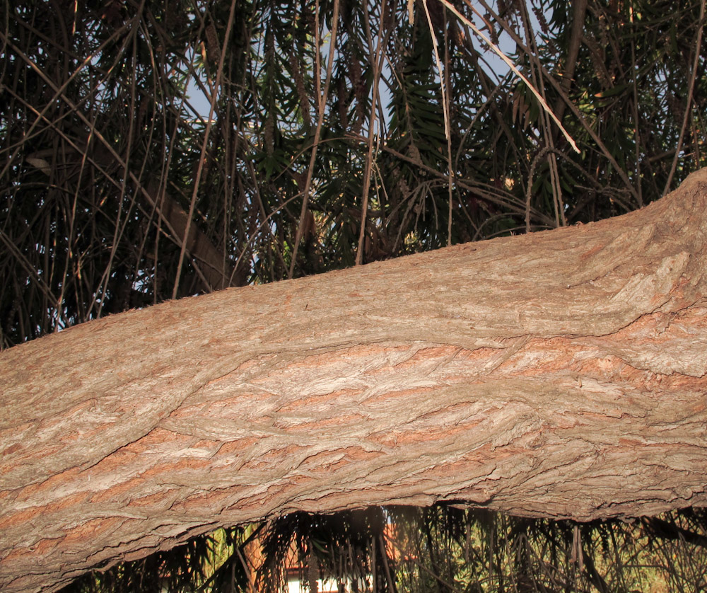 Image of Callistemon phoeniceus specimen.