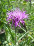 Centaurea jacea