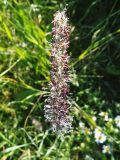 Phleum pratense. Соцветие. Московская обл., пойма р. Русса. 30.06.2012.