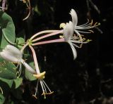 Lonicera etrusca