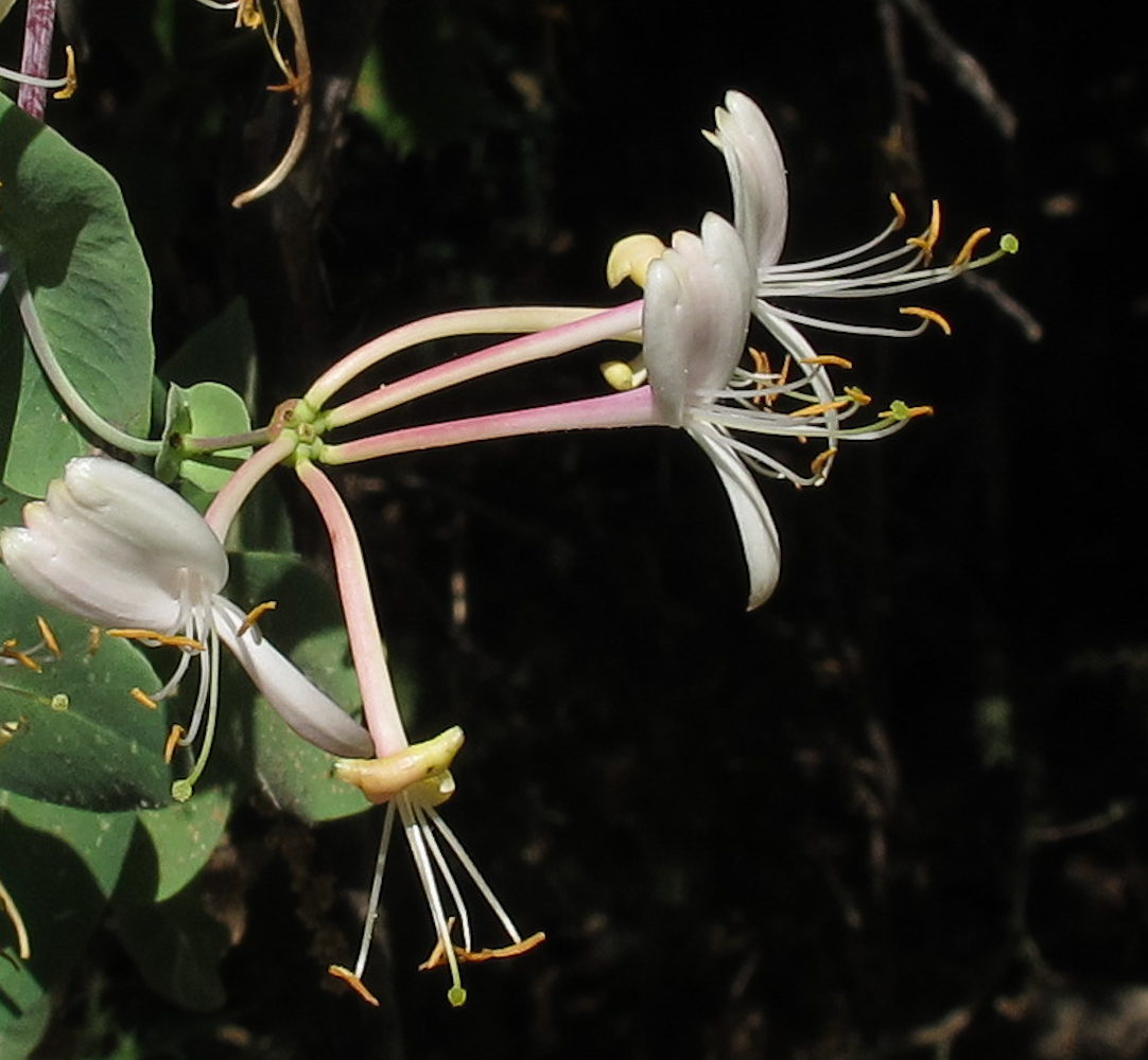 Image of Lonicera etrusca specimen.