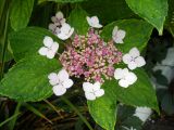 Hydrangea macrophylla