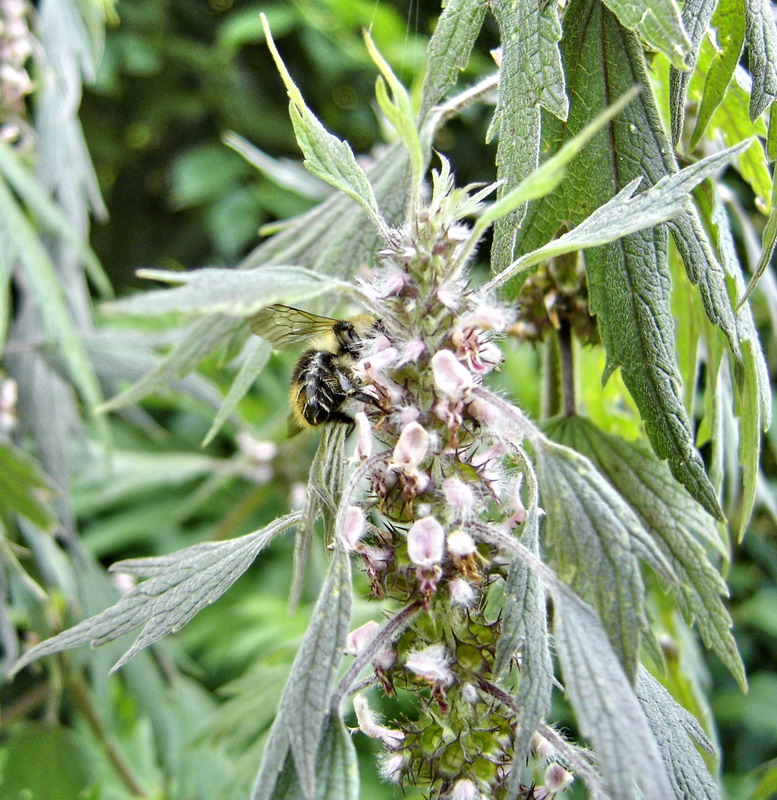 Изображение особи Leonurus quinquelobatus.