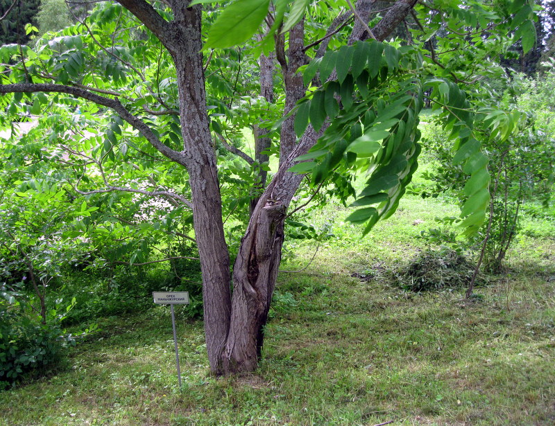 Изображение особи Juglans mandshurica.