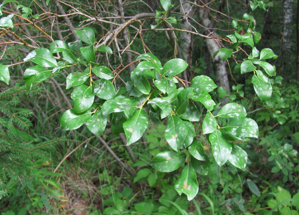 Image of Salix starkeana specimen.