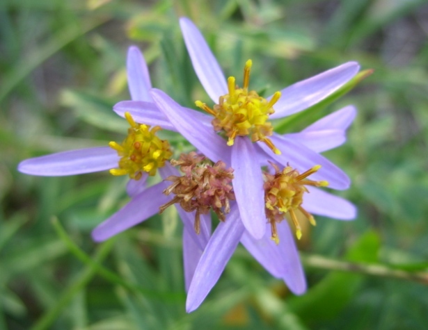 Image of Galatella dracunculoides specimen.