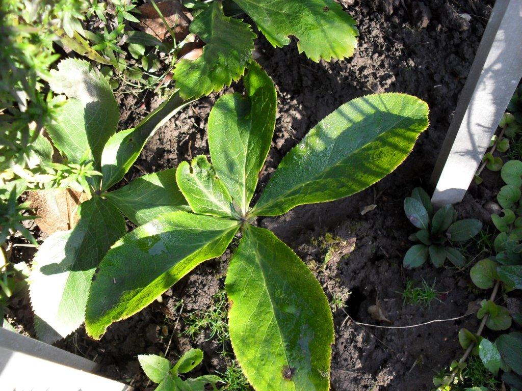 Image of genus Helleborus specimen.