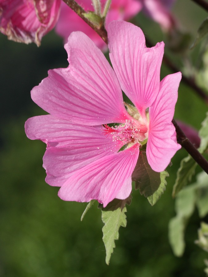 Image of Malva olbia specimen.