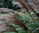Miscanthus sinensis