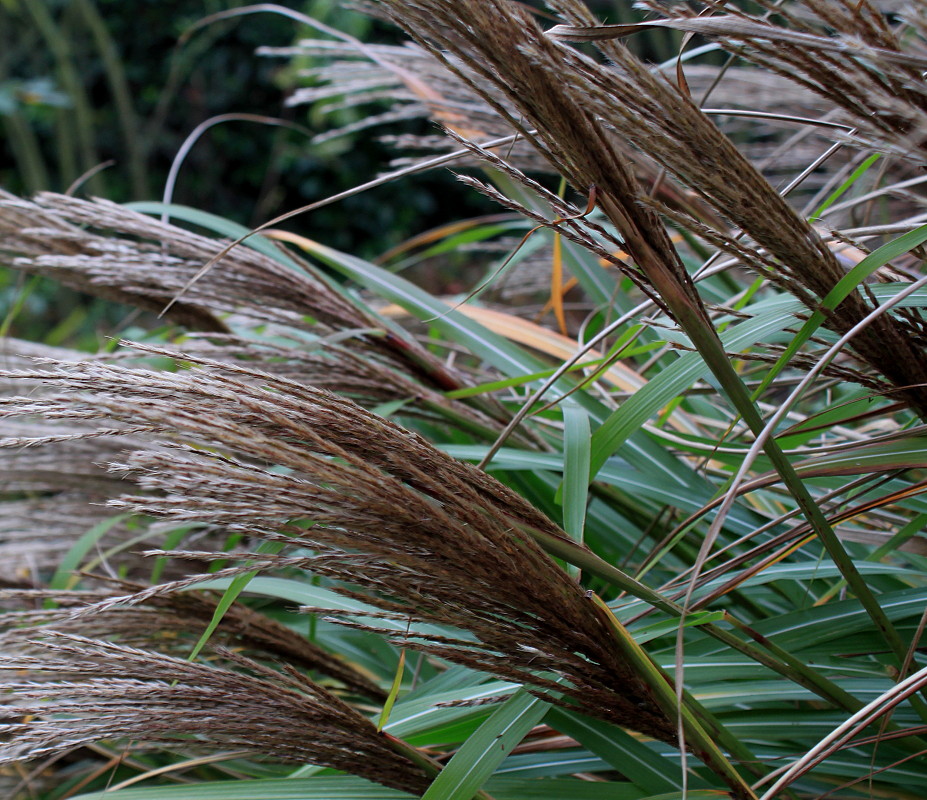 Изображение особи Miscanthus sinensis.