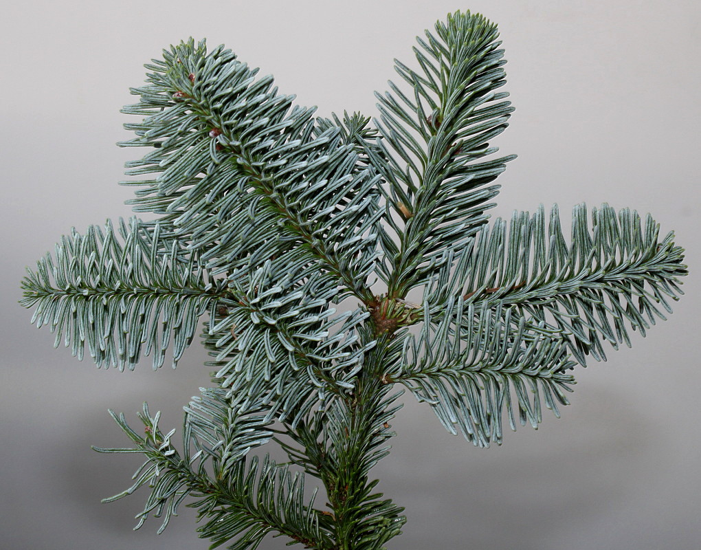 Изображение особи Abies procera f. glauca.