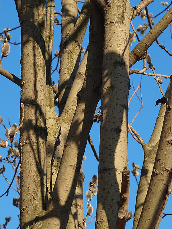 Image of Salix caprea specimen.