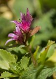 Sedum spurium