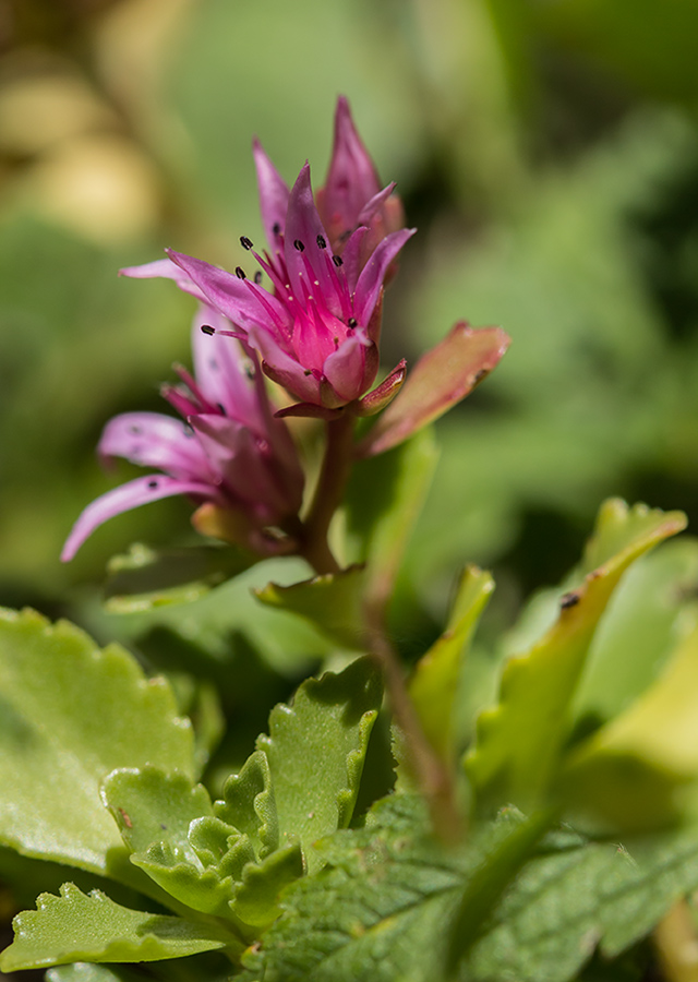 Image of Sedum spurium specimen.