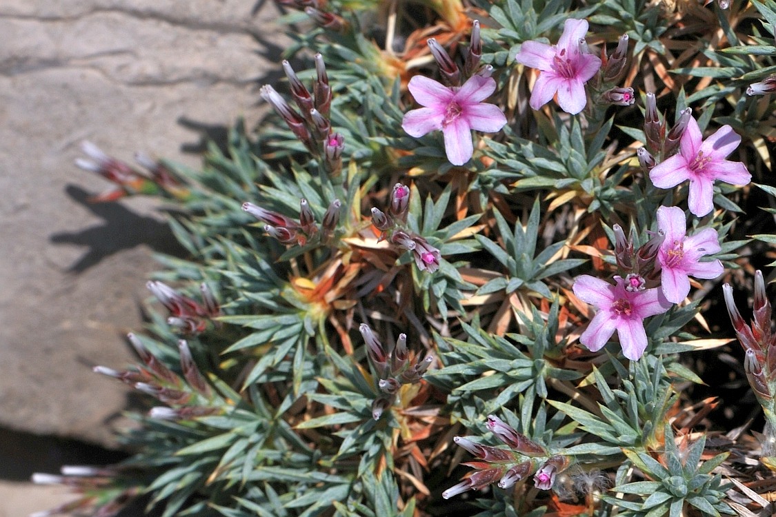 Image of Acantholimon libanoticum specimen.
