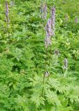 Aconitum