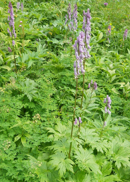 Изображение особи род Aconitum.