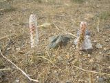 Orostachys thyrsiflora