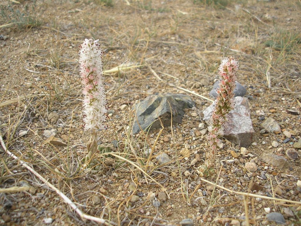 Image of Orostachys thyrsiflora specimen.