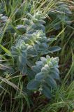 Ajuga laxmannii