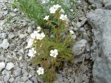 Saxifraga irrigua. Цветущее растение. Крым, Ялта, окр. водопада Учан-су. 16.05.2009.