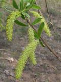 Salix alba