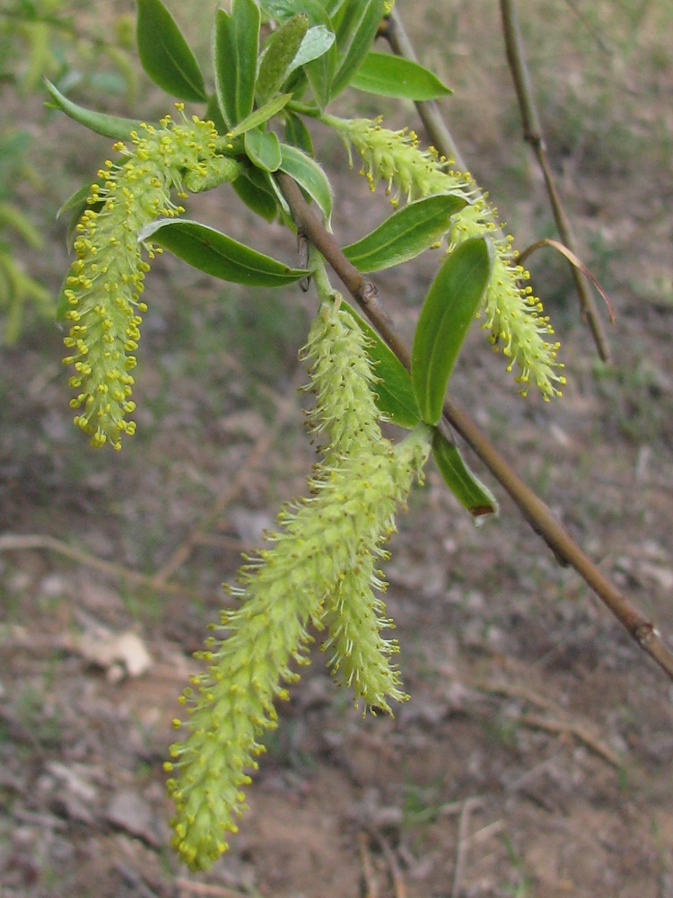 Изображение особи Salix alba.