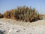 Arthrocnemum macrostachyum