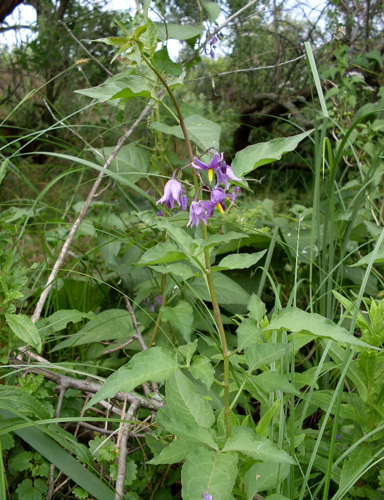 Изображение особи Solanum dulcamara.