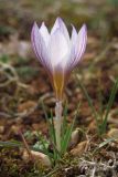 Crocus tauricus