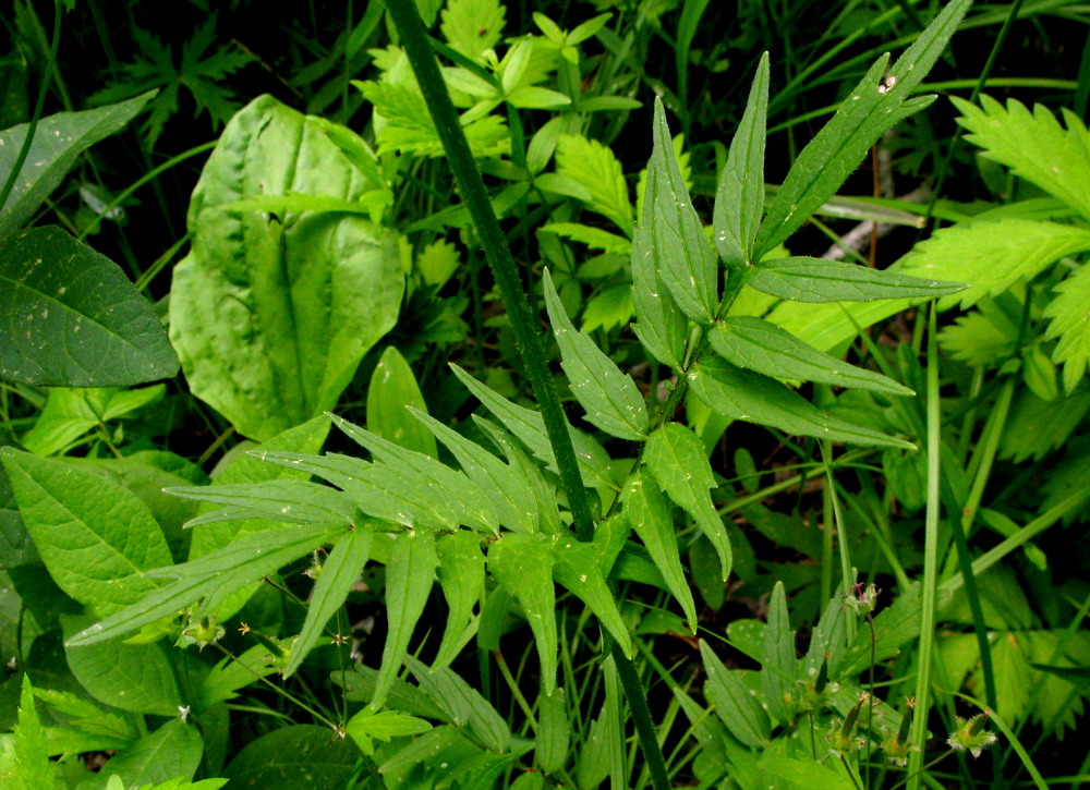 Изображение особи Valeriana alternifolia.