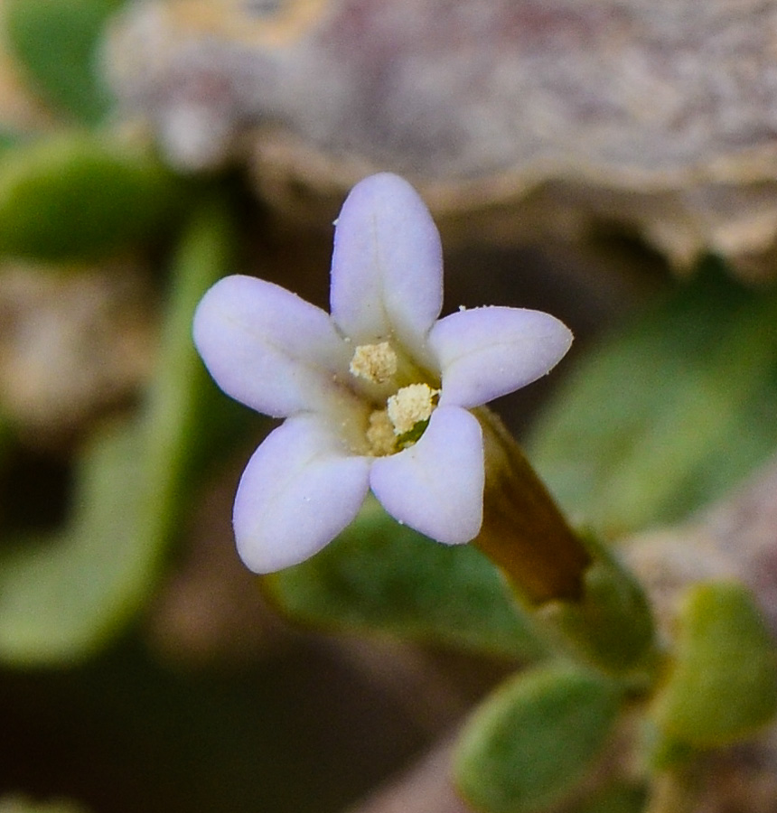 Image of Lycium shawii specimen.