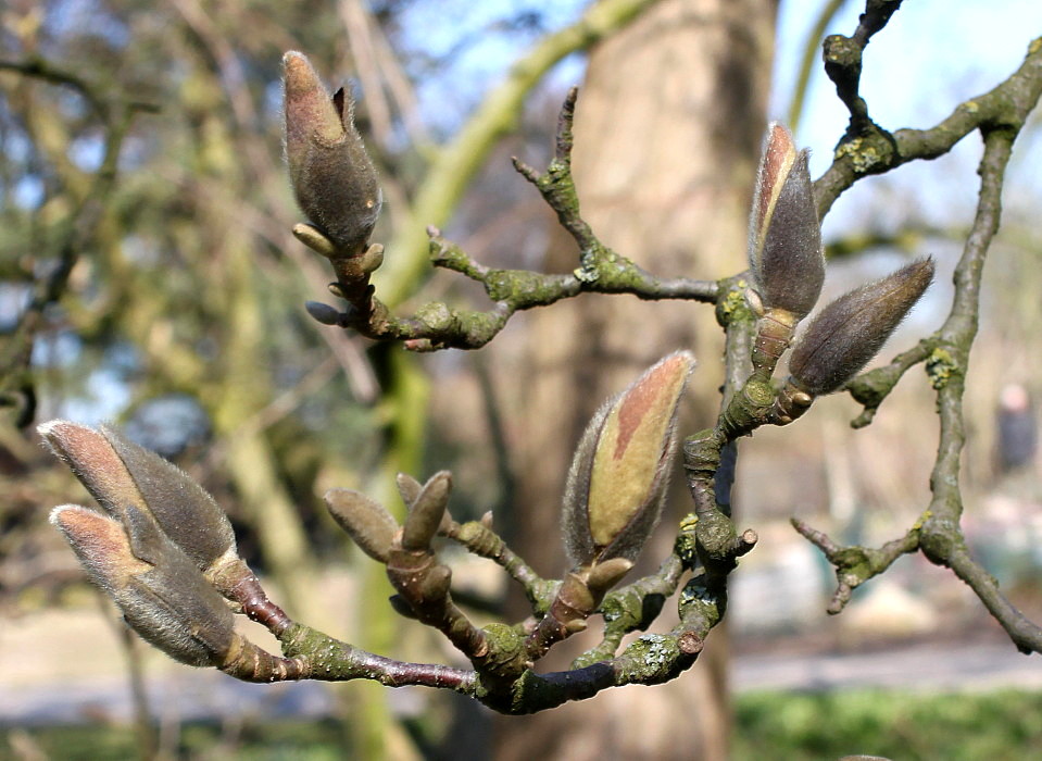 Image of Magnolia × soulangeana specimen.